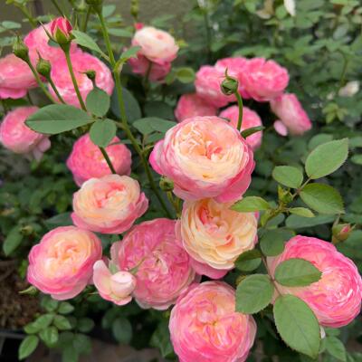 和室  月季花苗耐晒少刺颜色多变四季种植大花阳台盆栽庭院绿植