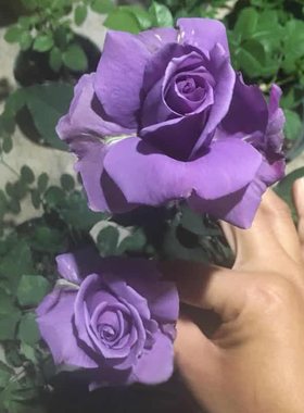 喝彩  月季花苗 蓝紫色盆栽浓香大花四季阳台庭院花卉植物