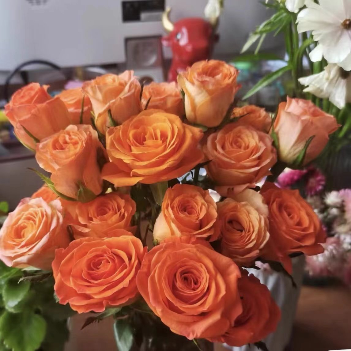国王日老橙意月季花苗四季灌木大花阳台盆栽庭院地栽切花,鲜花速递/花卉仿真/绿植园艺,月季/蔷薇/玫瑰,淘宝优惠券,粉丝福利购,淘宝优惠卷