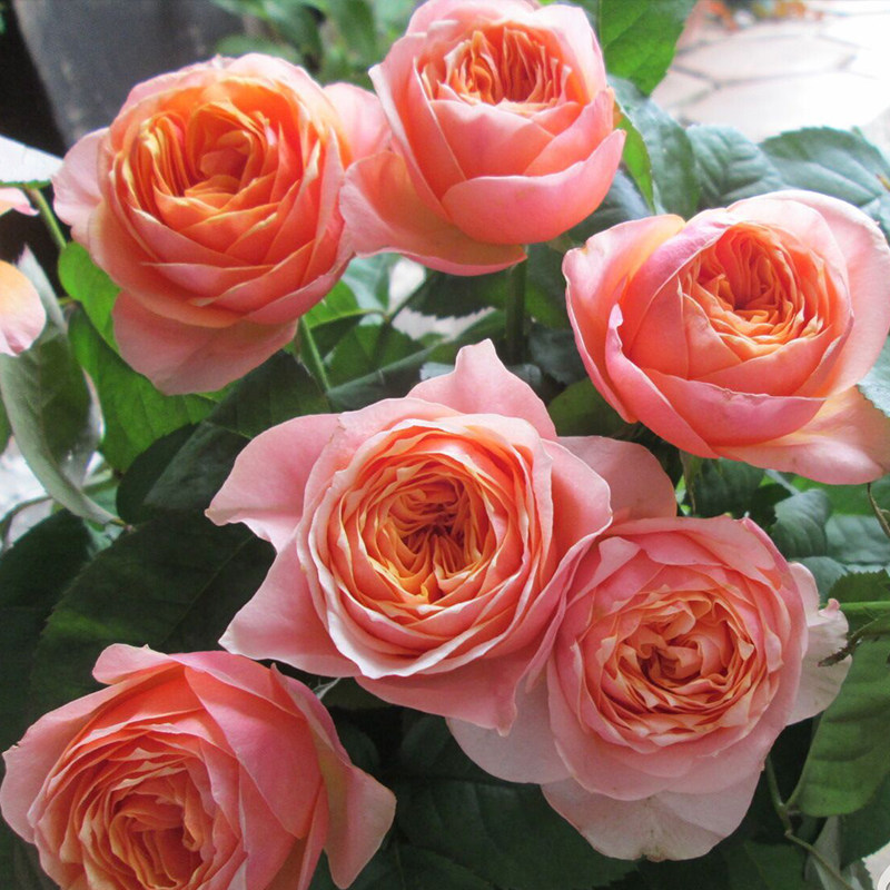 温柔珊瑚心 月季花苗 灌木大花包子型勤花阳台庭院盆栽花卉,鲜花速递/花卉仿真/绿植园艺,月季/蔷薇/玫瑰,淘宝优惠券,粉丝福利购,淘宝优惠卷