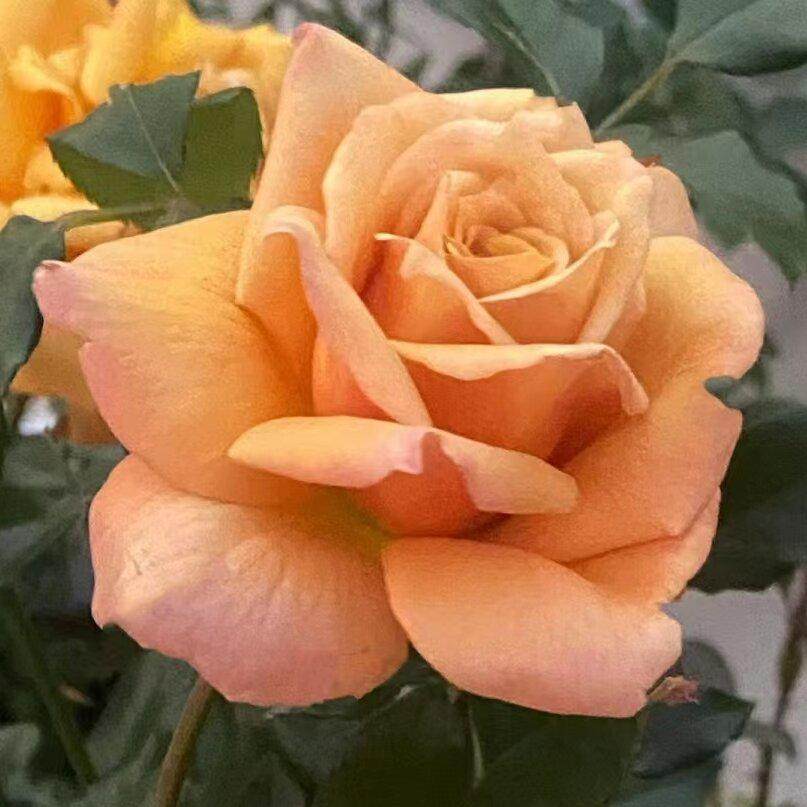 珍爱之宝  月季花苗 灌木勤花大花月季阳台庭院盆栽花卉植物,鲜花速递/花卉仿真/绿植园艺,月季/蔷薇/玫瑰,淘宝优惠券,粉丝福利购,淘宝优惠卷