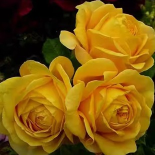 甜蜜凯瑟琳  月季花苗重瓣大花灌木浓香直立庭院阳台盆栽花卉