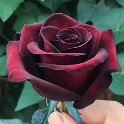 黑魔术  灌木大花月季花苗 切花 阳台庭院盆栽多季开花植物花卉