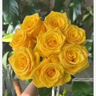 契机 大花勤花庭院阳台盆栽切花月季花苗灌木花卉