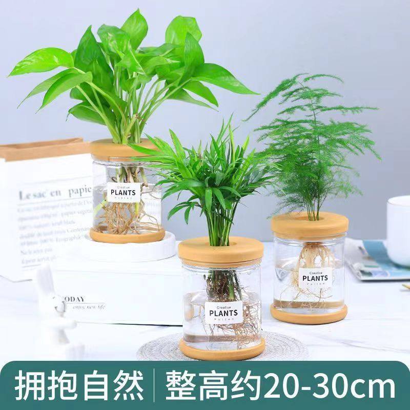 栀子花文竹水培植物桌面盆景绿植吉利红小盆栽办公室桌面小绿植,鲜花速递/花卉仿真/绿植园艺,造型盆景,淘宝优惠券,粉丝福利购,淘宝优惠卷