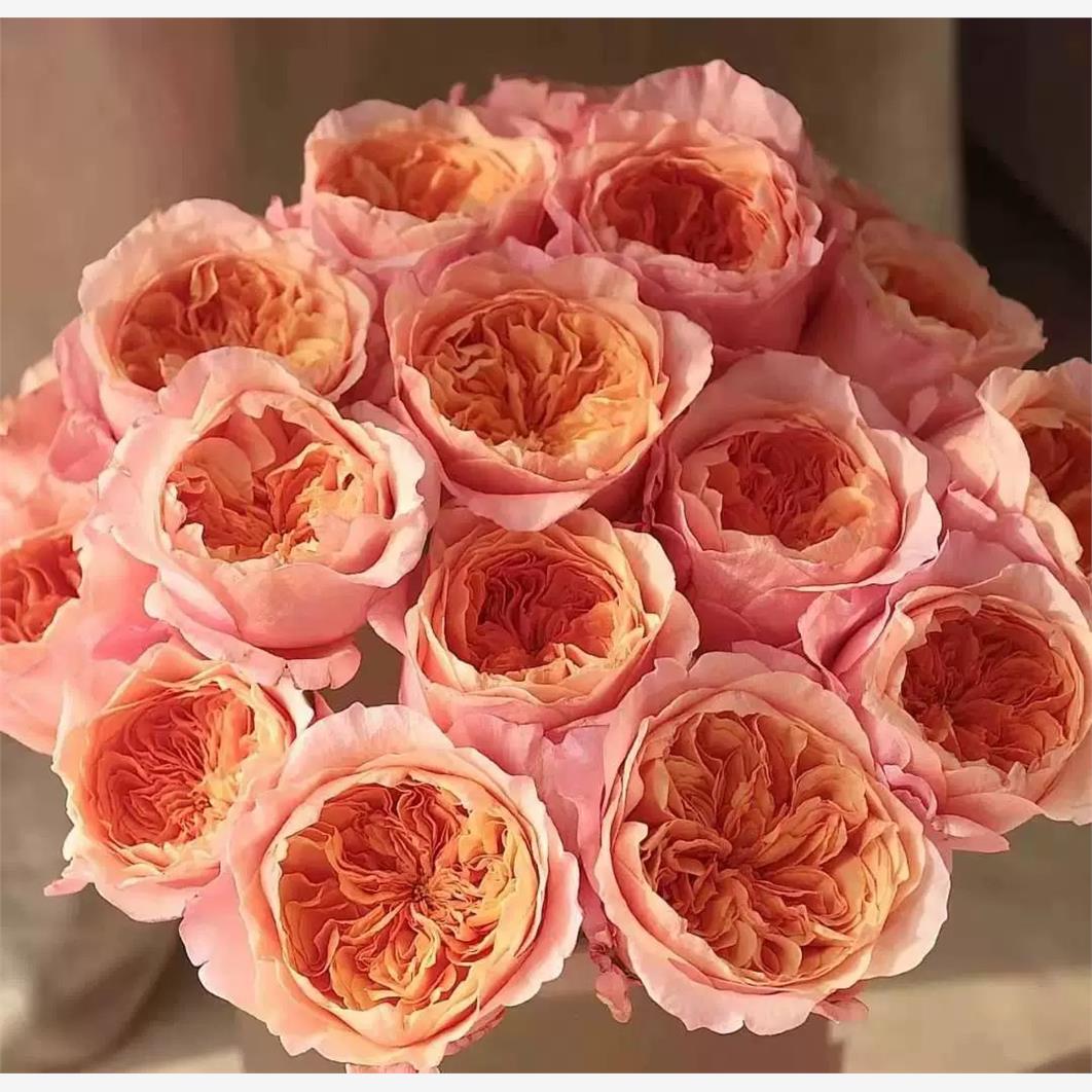 维多利亚的秘密  肯尼亚玫瑰大花灌木月季苗阳台盆栽庭院花卉植物