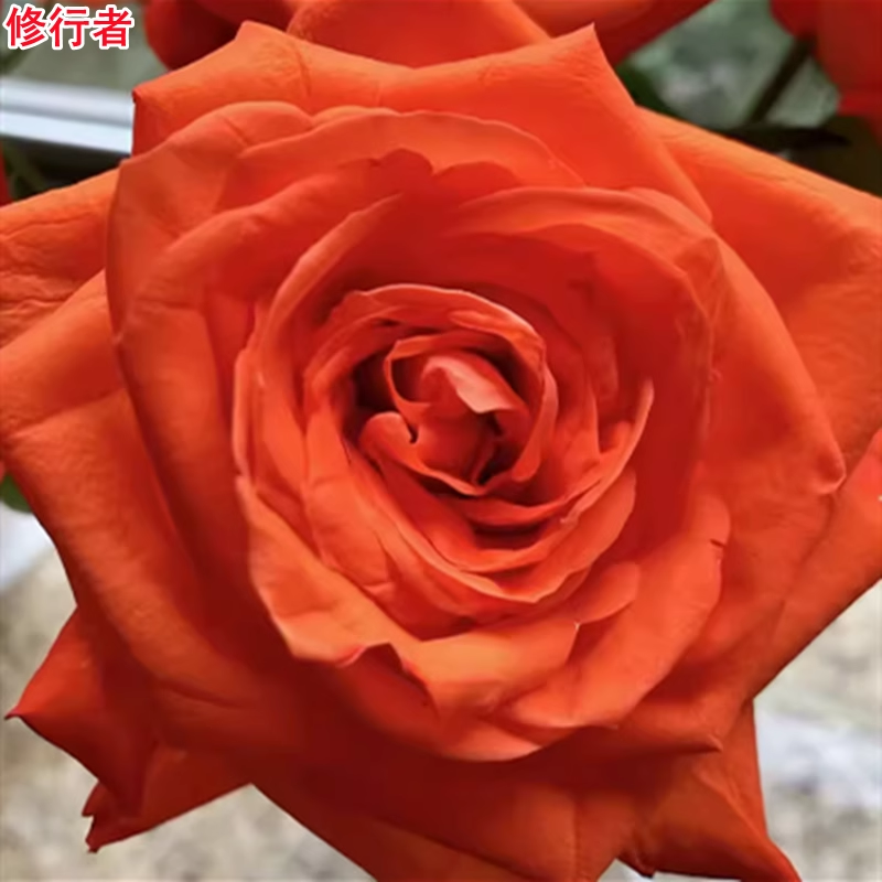 修行者 超新品进口玫瑰大切花月季多季开花庭院绿植阳台盆栽花卉