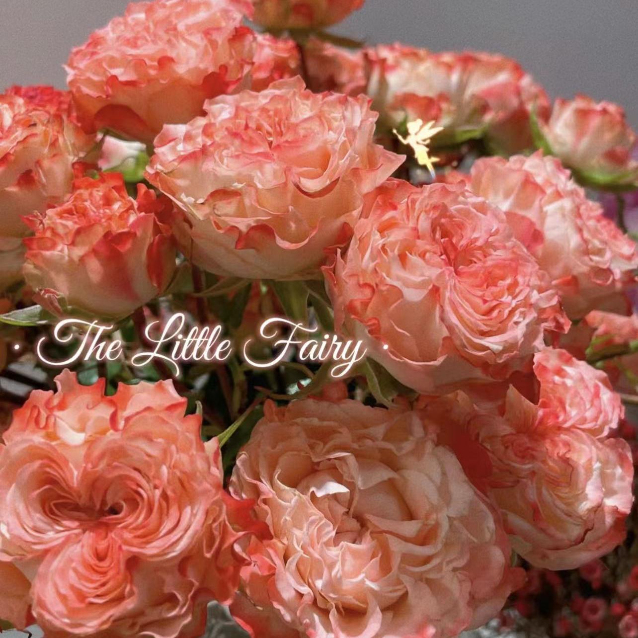 小仙女切花月季花苗玫瑰多季