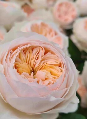 艾玛伍德  月季受温度影响会开出黄色粉黄色阳台庭院盆栽花卉