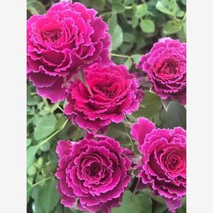 大花 扦插花苗 浓香 丰花多头月季 波浪边 草药 开花飘逸 月季