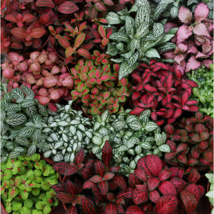 苔藓微景观植物网纹草地摊夜市畅销台面盆栽室内绿植diy活动材料