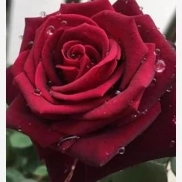 黑巴克  高级丝绒质感月季花苗扦插阳台庭院黑红色盆栽切花花卉,鲜花速递/花卉仿真/绿植园艺,月季/蔷薇/玫瑰,淘宝优惠券,粉丝福利购,淘宝优惠卷