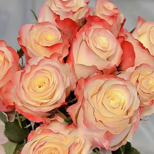 生活方式  月季花苗灌木大花切花直立勤花庭院阳台盆栽花卉