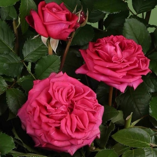 花苗 月季 浓香大花灌木勤花德国丹陶庭院阳台盆栽花卉 贵族 高贵