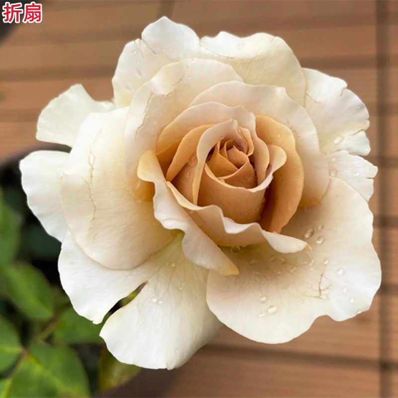 折扇/金扇  月季花苗河本纯子灌木复古色勤花阳台庭院盆栽花卉,鲜花速递/花卉仿真/绿植园艺,月季/蔷薇/玫瑰,淘宝优惠券,粉丝福利购,淘宝优惠卷