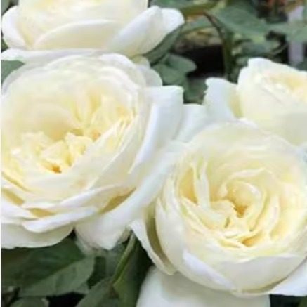 伊芙婚礼之路  大花浓香月季扦插花苗盆栽阳台庭院植物花卉