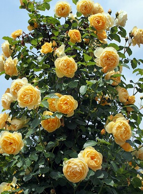 格拉汉托马斯  月季明黄色爬墙多头勤花蔷薇阳台庭院盆栽花卉