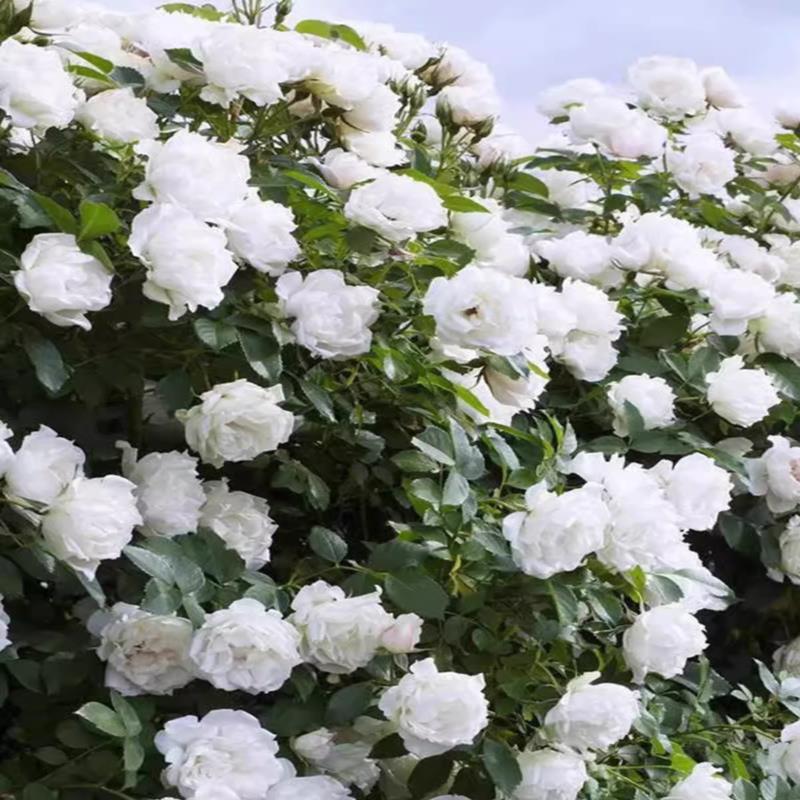 冰冠/香缇奶油超新品月季