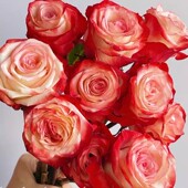 法尔法拉 月季 花苗切花肯尼亚覆色勤花直立阳台盆栽庭院花卉