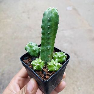 水仙情郎群生仙人球多肉植物花卉绿植懒人好养客厅室内阳台耐寒热