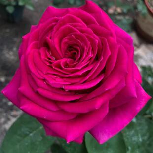 悠久的约定 紫色浓香型大切花月季花苗阳台盆栽庭院花卉