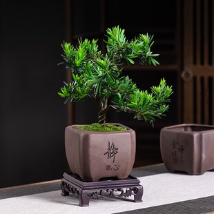 源老舍中式紫砂罗汉松花盆陶瓷四方大口径家用透气桌面绿植盆带托