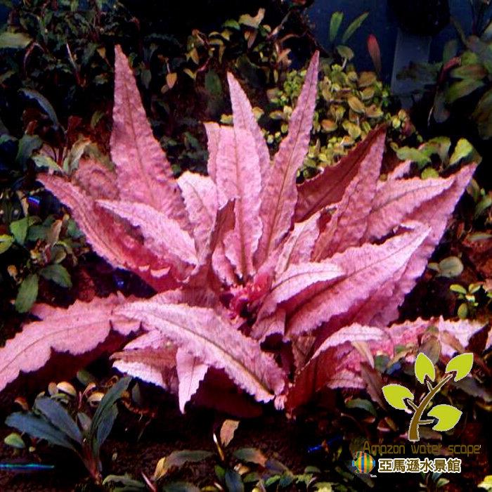 草缸活体水下叶 火X 烈鸟稀有椒草 水草 水中叶鱼缸造景前中景草