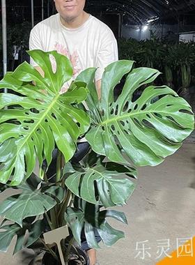 大巨大龟背竹叶老桩根盆栽绿植物室物内绿植龙鳞一F966H75J一拍乐