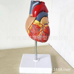 无标识 自然款 大心脏解剖模型超心彩667超医学人B体脏教学