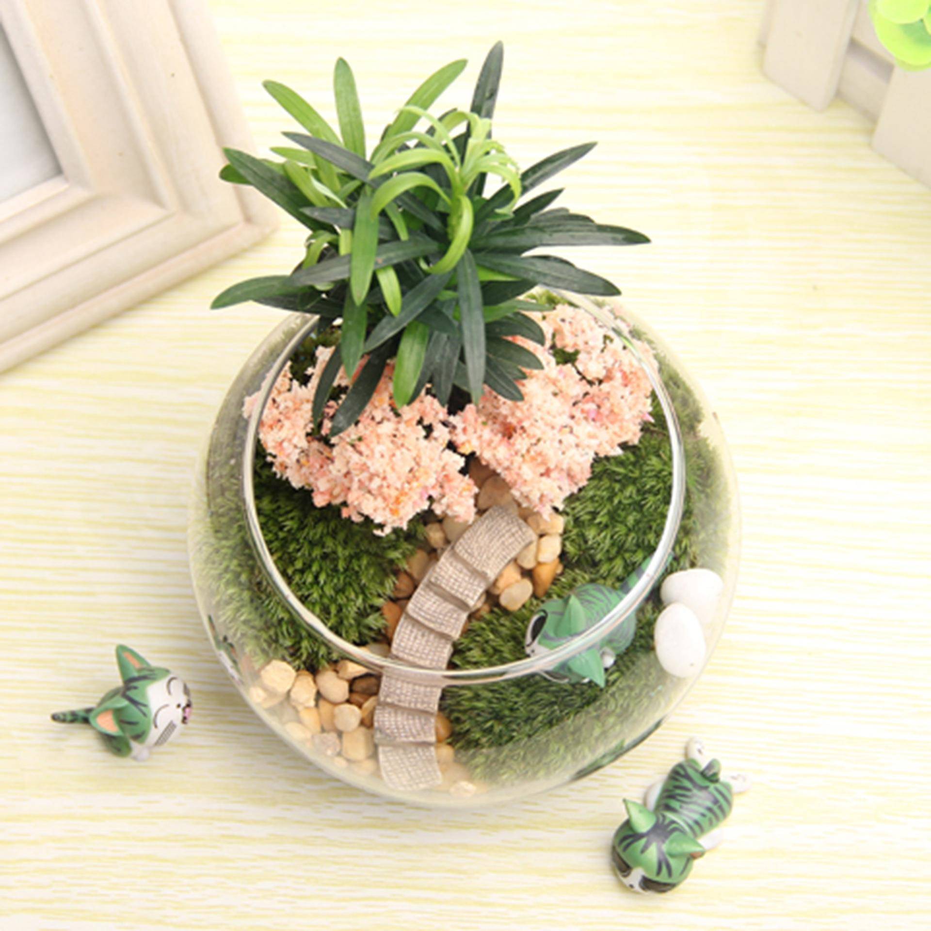 苔藓微观意礼品摆件苔藓瓶景瓶tz-20181起司猫套装成品家庭造景创