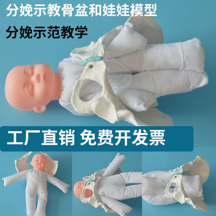 分娩示范骨盆模型 卫生院分娩示教骨盆模型 仿真初生儿宝宝道具