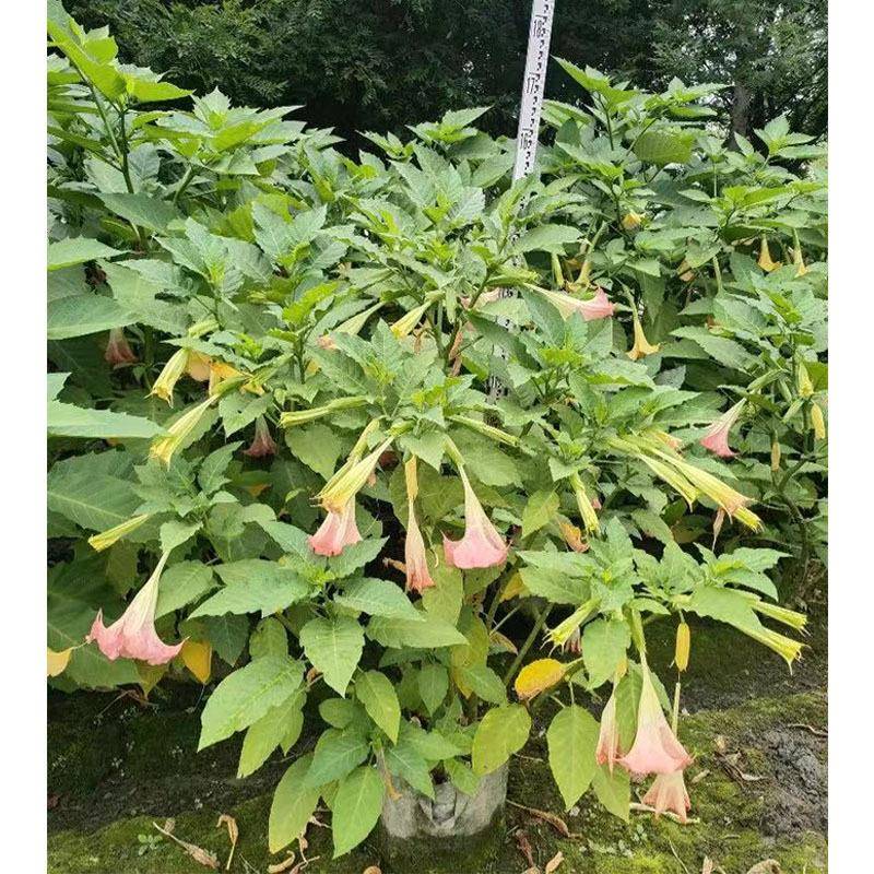 大花曼陀罗盆栽醉心花狗核桃洋金花枫茄花万桃花野麻子