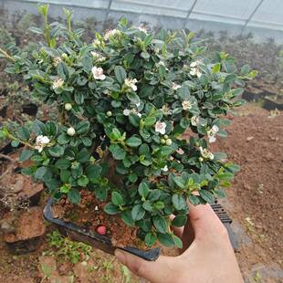 室内绿植白花栒子荀子盆景盆栽花卉观果开花结果四季长青耐热耐阴