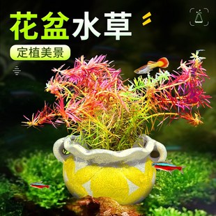 花盆水草鱼缸造景装饰摆件彩陶罐定植后景水培阴性蜈蚣草绿菊套餐