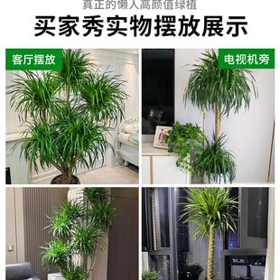 龙血树大型室内盆栽多头龙须树绿植物客厅大棵网红血龙树造型盆景