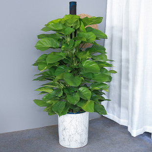 大绿萝盆栽 吸收甲醛办公室走廊客厅常绿观叶植物广佛满购包邮哦