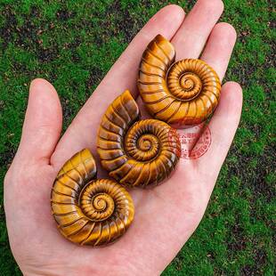 天然水晶虎眼石班彩螺雕刻件水晶原石菊石螺雕刻件家居装饰品摆件