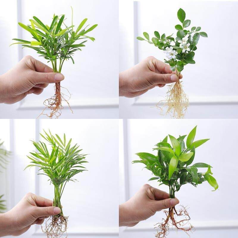 水培植物小型九里香盆栽花卉袖珍椰子小竹柏桌面吉利红办公桌绿植