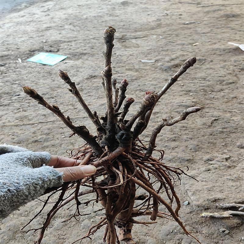 牡丹花苗盆栽大苗宗洛阳菏泽带花苞芍药正花种鲜瓣重牡丹花卉树花