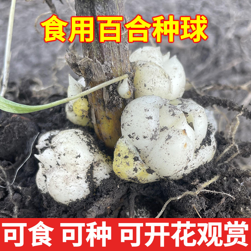 云南百合种球新鲜现挖图片