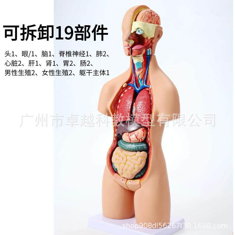 55CM体人躯干解剖型器模官可拆卸医学教238学心脏内脏模型两性19,文具电教/文化用品/商务用品,教学标本/模型,淘宝优惠券,粉丝福利购,淘宝优惠卷