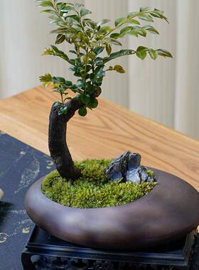 小叶F97897ST紫檀景绿植盆室内办盆花公室桌面卉树苗植物老栽桩四