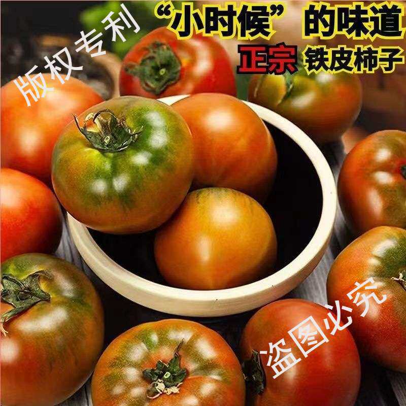 丹东盐碱地铁皮柿子草莓柿子绿腚碱地油柿子铁皮西红柿水果番茄