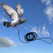 鸽子牵引弹力绳弹簧绳3米5米10米外出户外放飞绳轻巧脚环 包邮