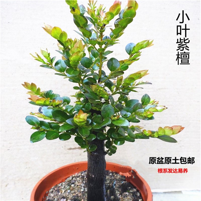 小叶紫檀盆景植物室内客厅盆栽花卉四季常青易养绿植净化空气包邮