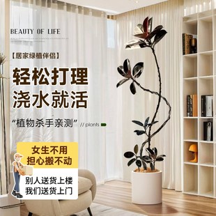 黑金刚橡皮树客厅大盆栽绿植办公室内大型植物落地式大号真花禄植