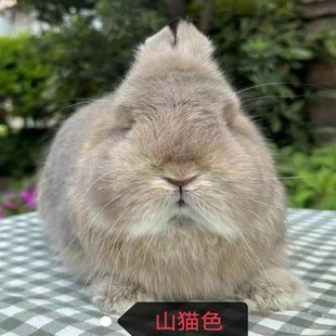 美系双血统侏儒兔活体迷你小型凤眼海棠猫猫兔茶杯宠物兔子活物