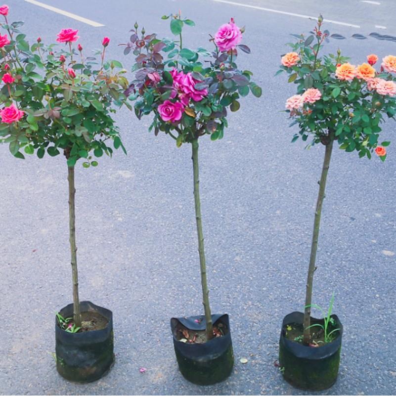 树桩月季花苗嫁接棒棒糖树状高杆大花多色玫瑰花树苗开花庭院