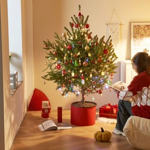 花芬坊大型真的圣诞树新款装挂饰云杉摆件真树诺贝松树圣诞节家用