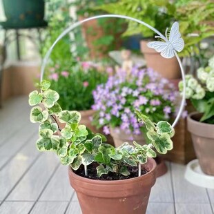 山乌龟雪莹爬藤架圆形创意铁艺铁线莲月季攀爬绿植专用盆景花架子